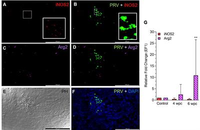 Dynamics of Polarized Macrophages and Activated CD8+ Cells in Heart Tissue of Atlantic Salmon Infected With Piscine Orthoreovirus-1